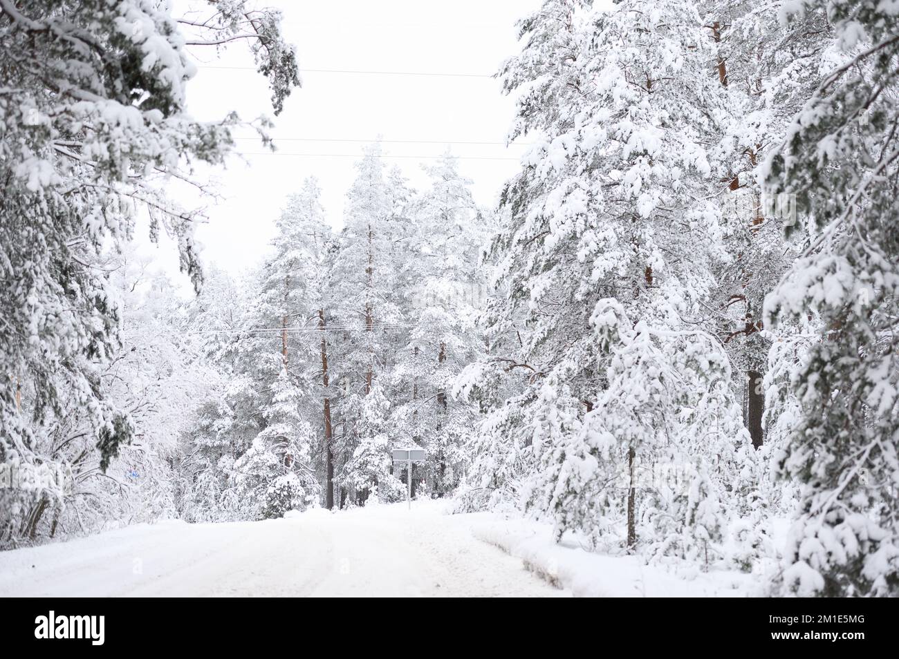 Arbres couverts de neige en forêt. Paysage d'hiver avec beaucoup de neige Banque D'Images