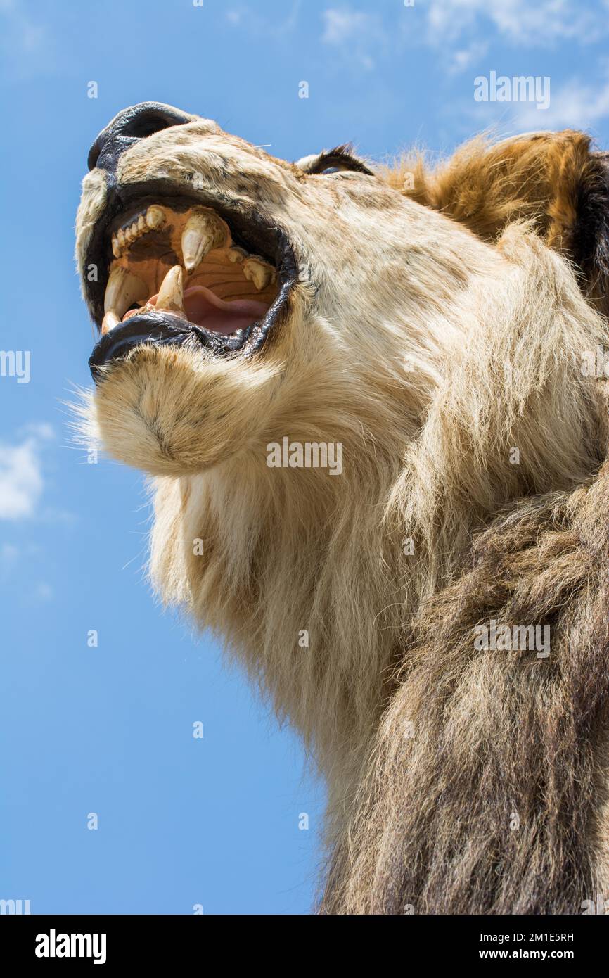 Tête de lion en peluche avec bouche ouverte en vue Banque D'Images