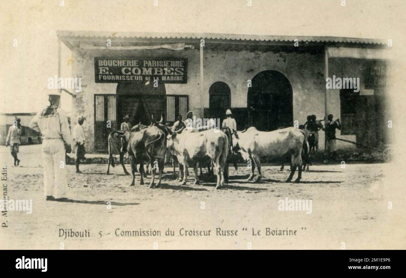 Djibouti 1902. Bovins destinés à Boyarin Banque D'Images