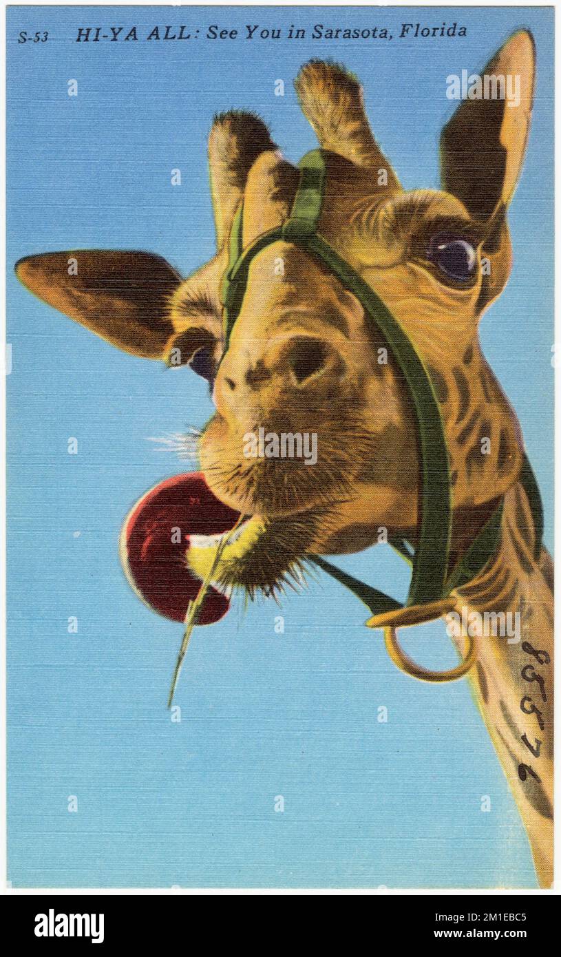 HI-ya TOUS: À Sarasota, Floride, Tichnor Brothers Collection, cartes postales des Etats-Unis Banque D'Images