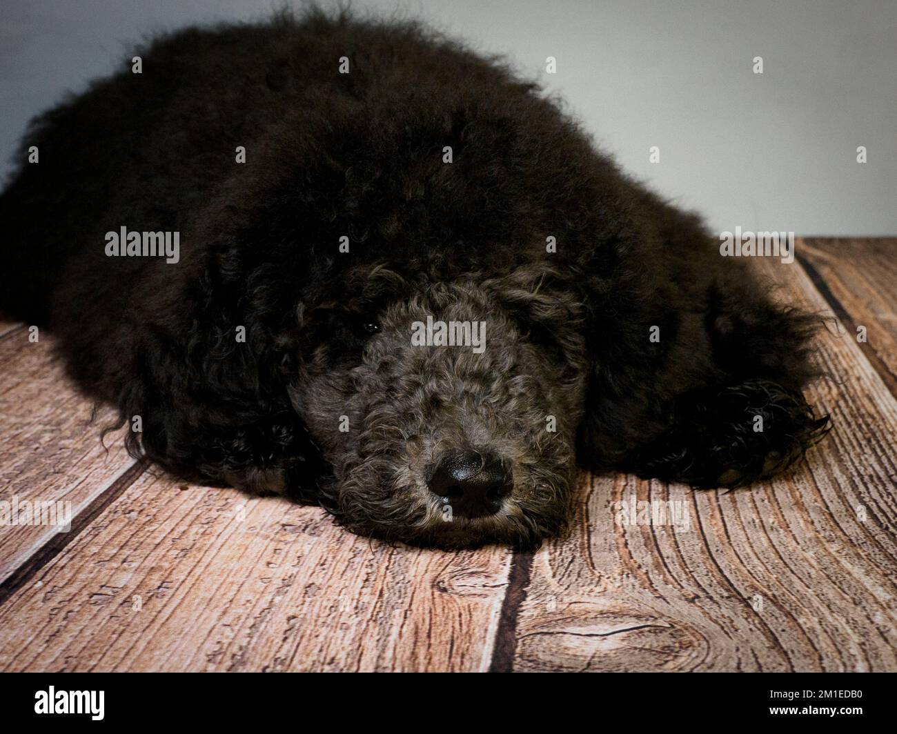 Chiot Blue Standard Poodle de cinq mois posé sur le sol. Banque D'Images