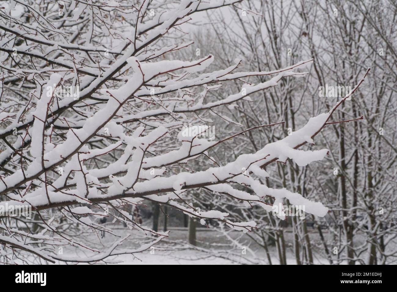 Météo au Royaume-Uni, Londres, 12 décembre 2022: Sur les communes de Tooting les arbres et le sol sont couverts de neige mais à l'heure de pointe les routes sont dégagées avec les bus et les voitures se déplaçant librement. Des perturbations du transport ont été signalées dans les chemins de fer et dans les aéroports. Anna Watson/Alay Live News Banque D'Images