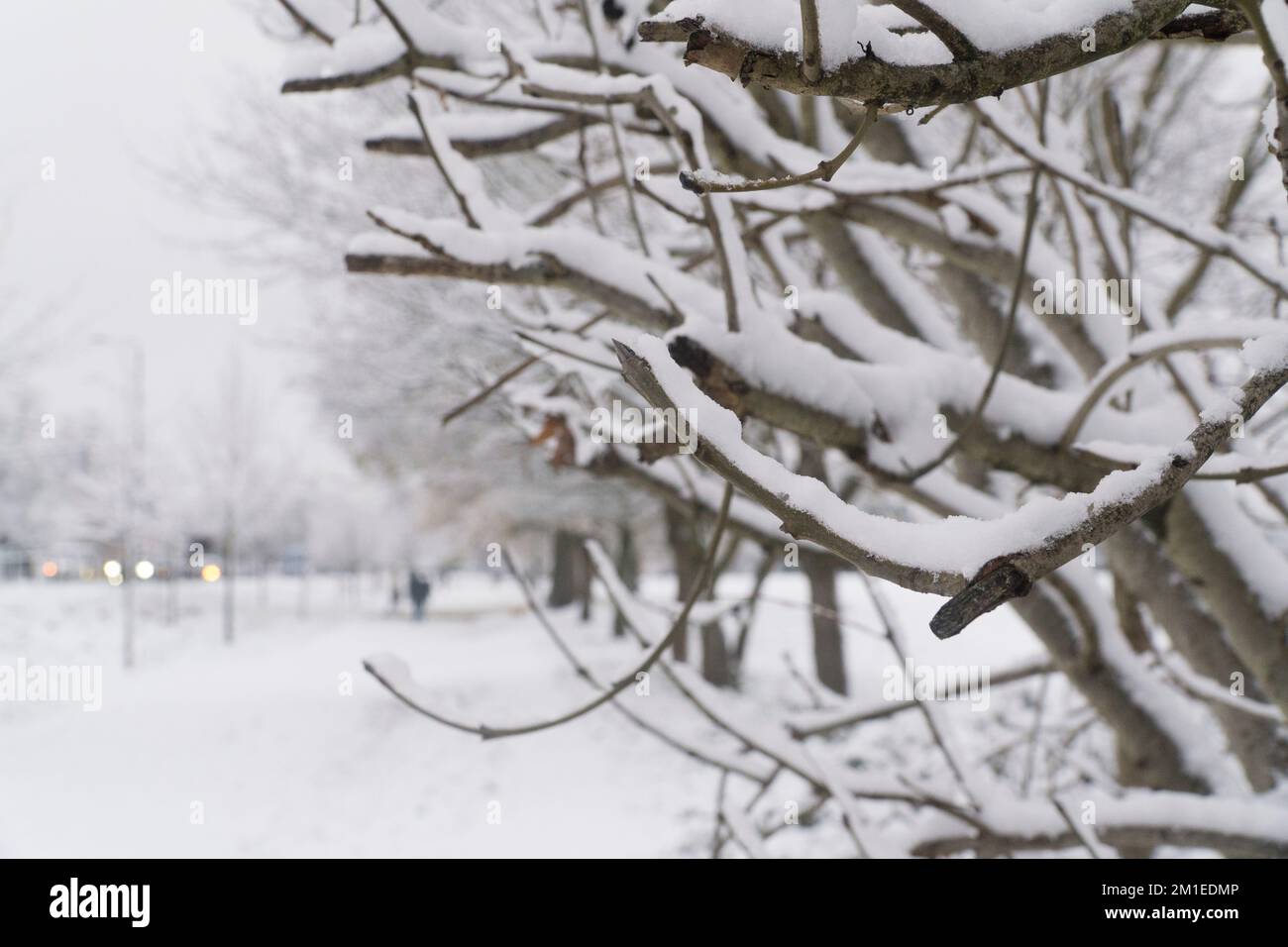 Météo au Royaume-Uni, Londres, 12 décembre 2022: Sur les communes de Tooting les arbres et le sol sont couverts de neige mais à l'heure de pointe les routes sont dégagées avec les bus et les voitures se déplaçant librement. Des perturbations du transport ont été signalées dans les chemins de fer et dans les aéroports. Anna Watson/Alay Live News Banque D'Images