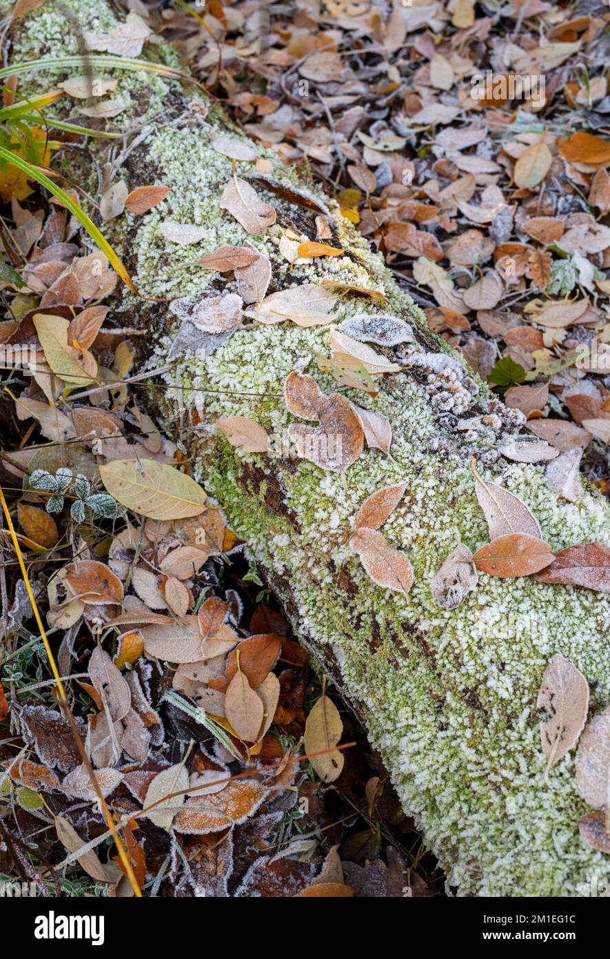 Frostyleaves et trunk trr sur un plancher de bois. ROYAUME-UNI Banque D'Images