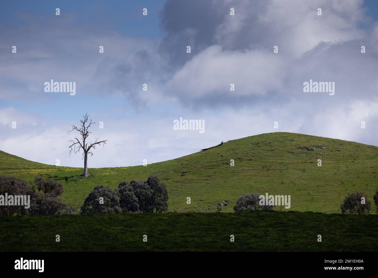 Arbre mort solitaire sur une colline d'herbe verte vallonnée avec des nuages spectaculaires derrière. Banque D'Images