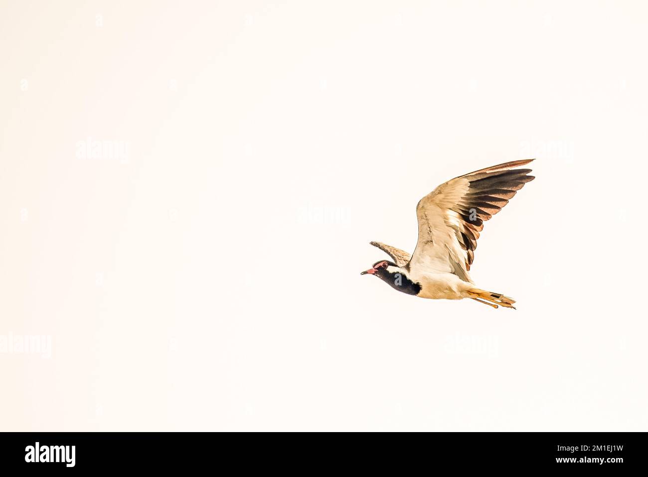 Le lapwing à puissance rouge, Vanellus, indique un vol dans le ciel. Banque D'Images