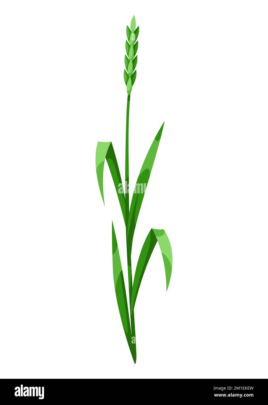 Illustration de l'herbe d'herbes et de céréales. Belle plante de printemps décorative. Illustration de Vecteur