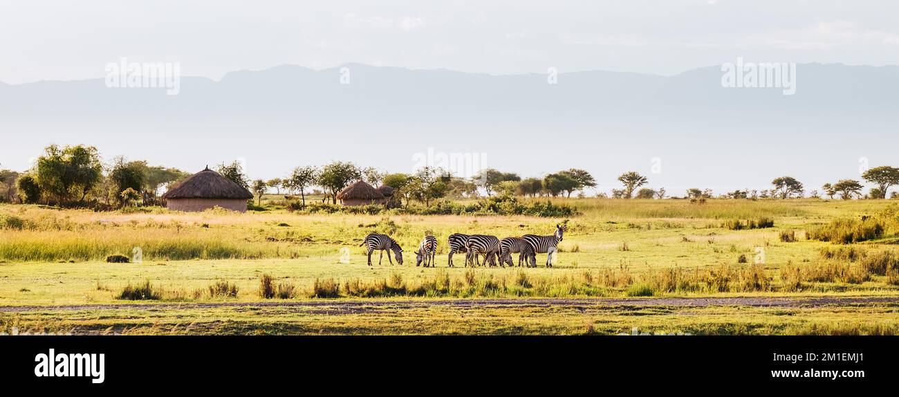 Troupeau de zébrures de Grant, situé dans la zone de conservation du cratère de Ngorongoro, Tanzanie, Afrique de l'est. Beauté dans la nature sauvage et concept de voyage. Banque D'Images