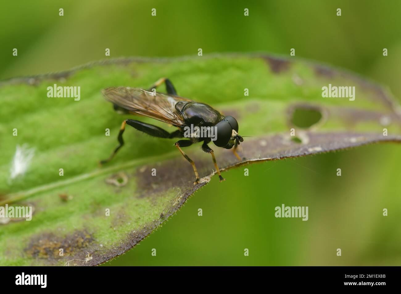 Gros plan naturel sur l'aéroglisseur de Leaf Licker à ceinture orange, Xylota segnis, assis sur une feuille Banque D'Images