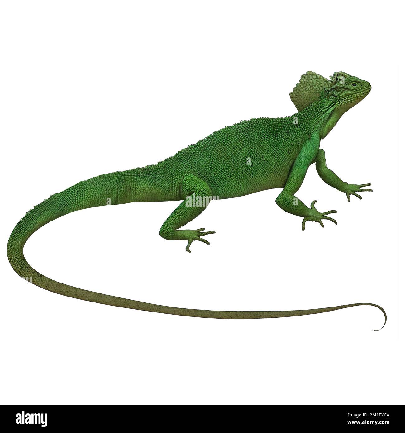 Green Lizard 2 reptiles Digital Art by Winters860 arrière-plan isolé et transparent Banque D'Images