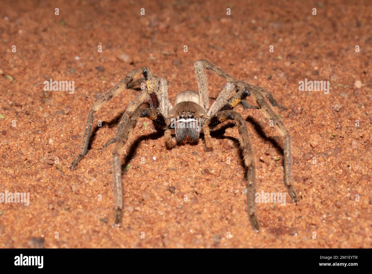 Photographie frontale d'une belle araignée de pluie commune (Palystes superciliosus) Banque D'Images