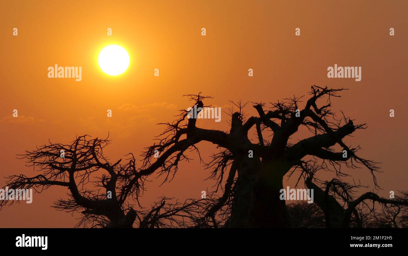 Le Baobab, Adansonia digitata, Kubu Island, mer Blanche de sel, Lekhubu, Makgadikgadi Pans National Park, Botswana, Africa Banque D'Images