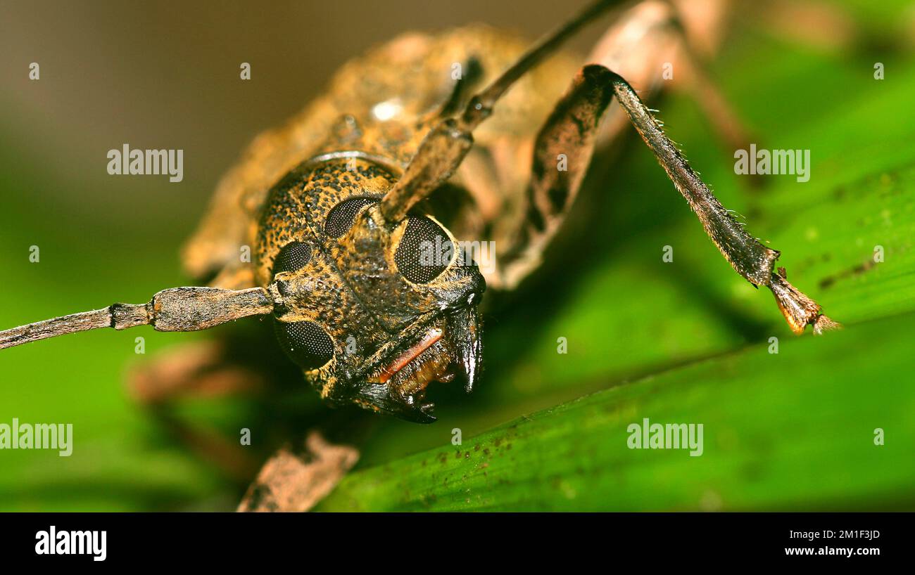 Beatle, forêt tropicale, bassin de la rivière Napo, Amazonie, Equateur, Amérique du Sud, Amérique Banque D'Images