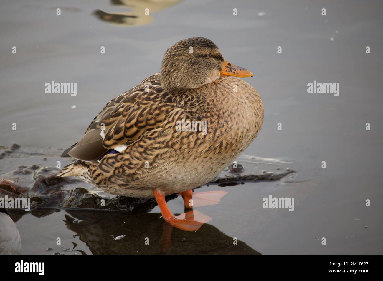 Un canard dans l'étang Waterworks, Belfast Banque D'Images