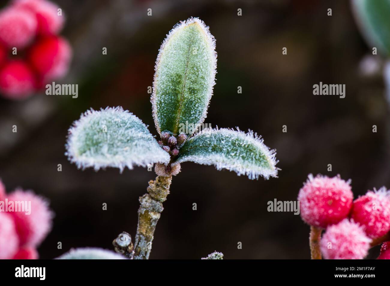 Gros plan d'un bourgeon de fleurs de Skimmia japonica entouré de baies rouges recouvertes de cristaux de glace d'un givre dans un jardin d'hiver britannique. Banque D'Images