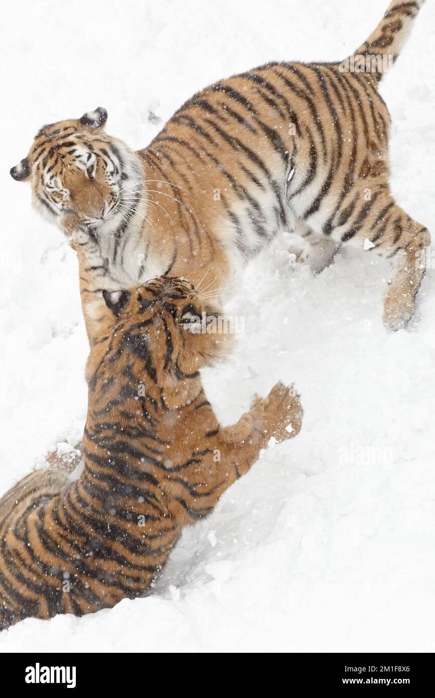 Playfighting. Sumatran et Amur Tigers jouent pendant un week-end enneigé à Dudley Zoological Gardens, Angleterre.Dudley Zoo, Royaume-Uni: LES IMAGES LUDIQUES montrent un tigre Banque D'Images