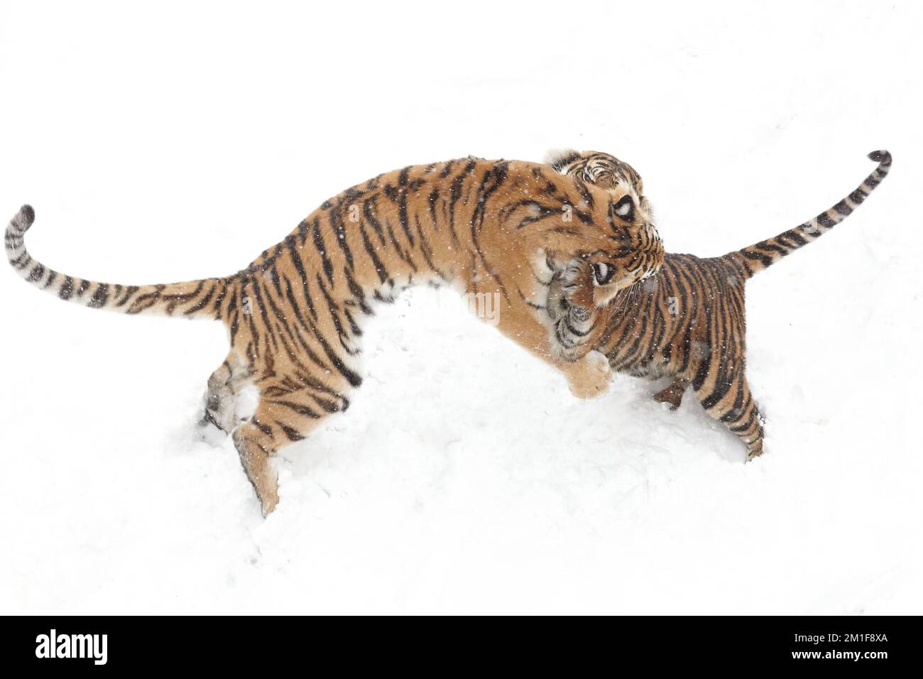 Attaque de neige. Sumatran et Amur Tigers jouent pendant un week-end enneigé à Dudley Zoological Gardens, Angleterre.Dudley Zoo, Royaume-Uni: DES images LUDIQUES montrent un tigre s Banque D'Images