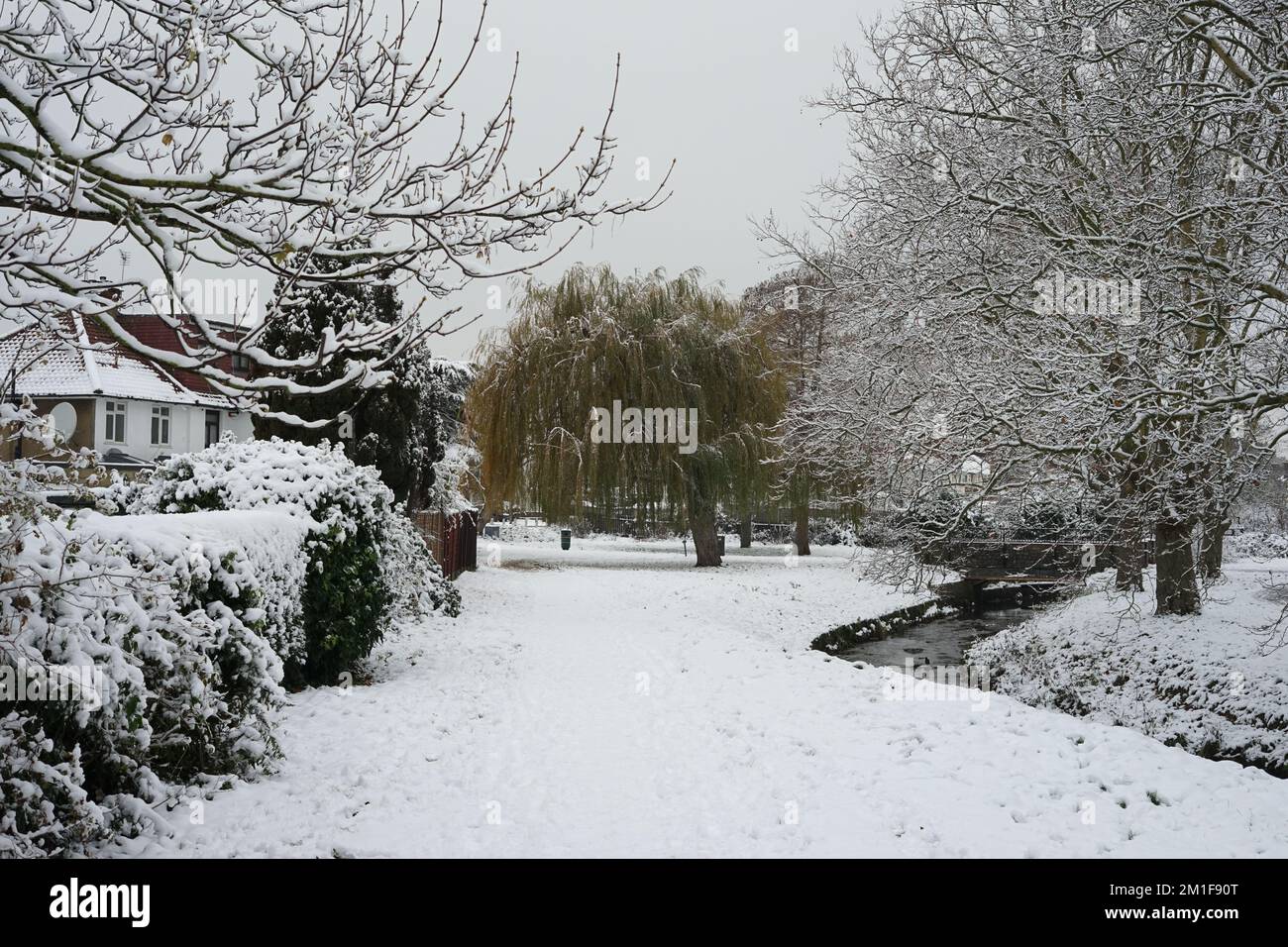 Un groupe de Montrose recouvert de neige sur le 12-12-2022, à Barnett, Londres, Angleterre, Royaume-Uni Banque D'Images