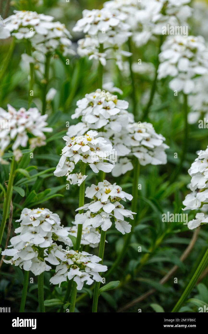 Iberis sempervirens, candytuft vivace, candytuft à bordures, candytuft à feuilles persistantes, sous-arbuste à feuilles persistantes, fleurs blanches Banque D'Images