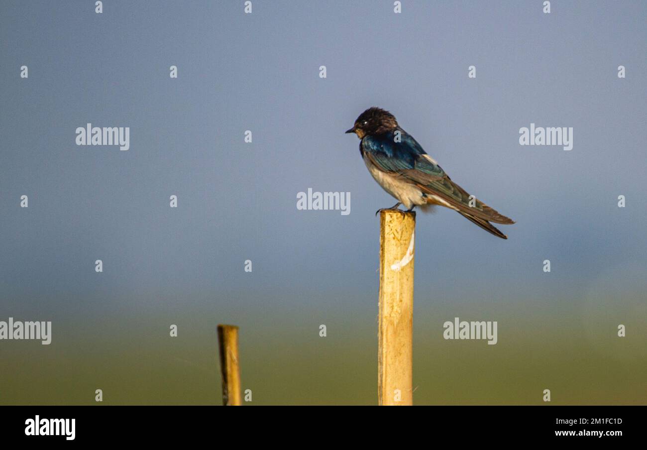 Oiseaux dans le sanctuaire de Chilka à Odisha en Inde Banque D'Images