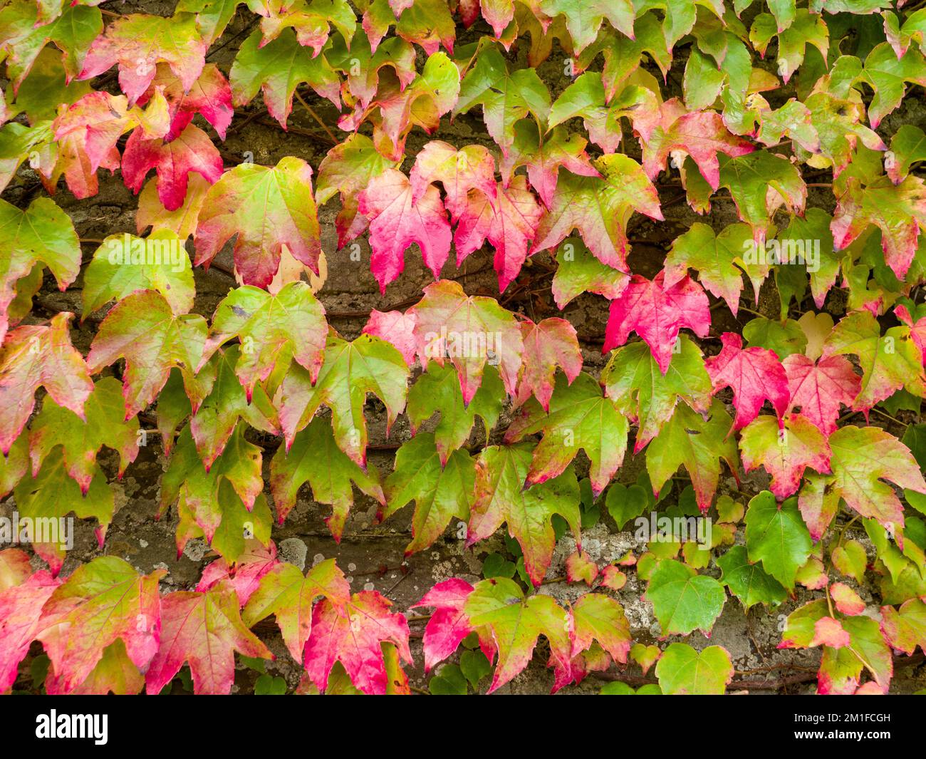 Boston Ivy (Parthenocissus tricuspidate) sur un mur de jardin en automne. Banque D'Images