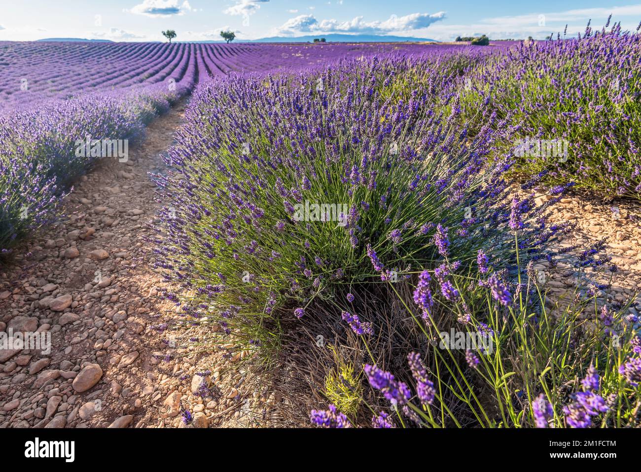 Vue panoramique sur le champ de lavande en Provence sud de la France pendant l'été Banque D'Images