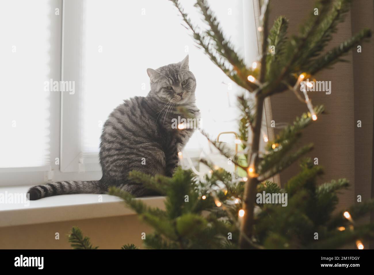 Chat drôle et l'arbre de Noël décoré. Joyeux Noël et nouvel an Banque D'Images