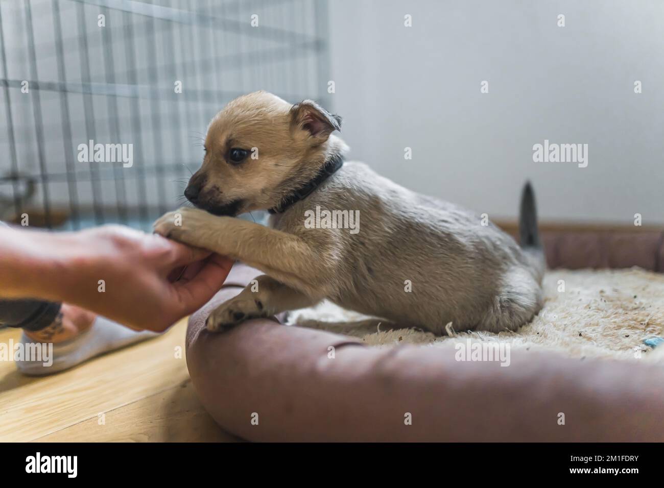 Un petit chiot sauvé dans une maison d'accueil volontaire. Photo de haute qualité Banque D'Images