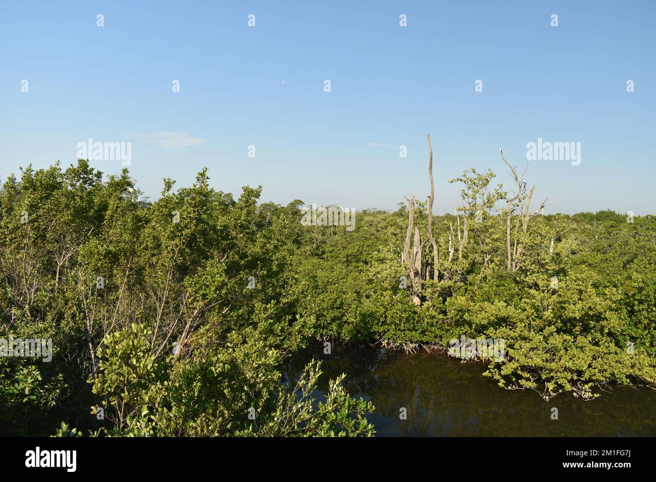Mangroves le long de la voie navigable dans une forêt de mangroves ou