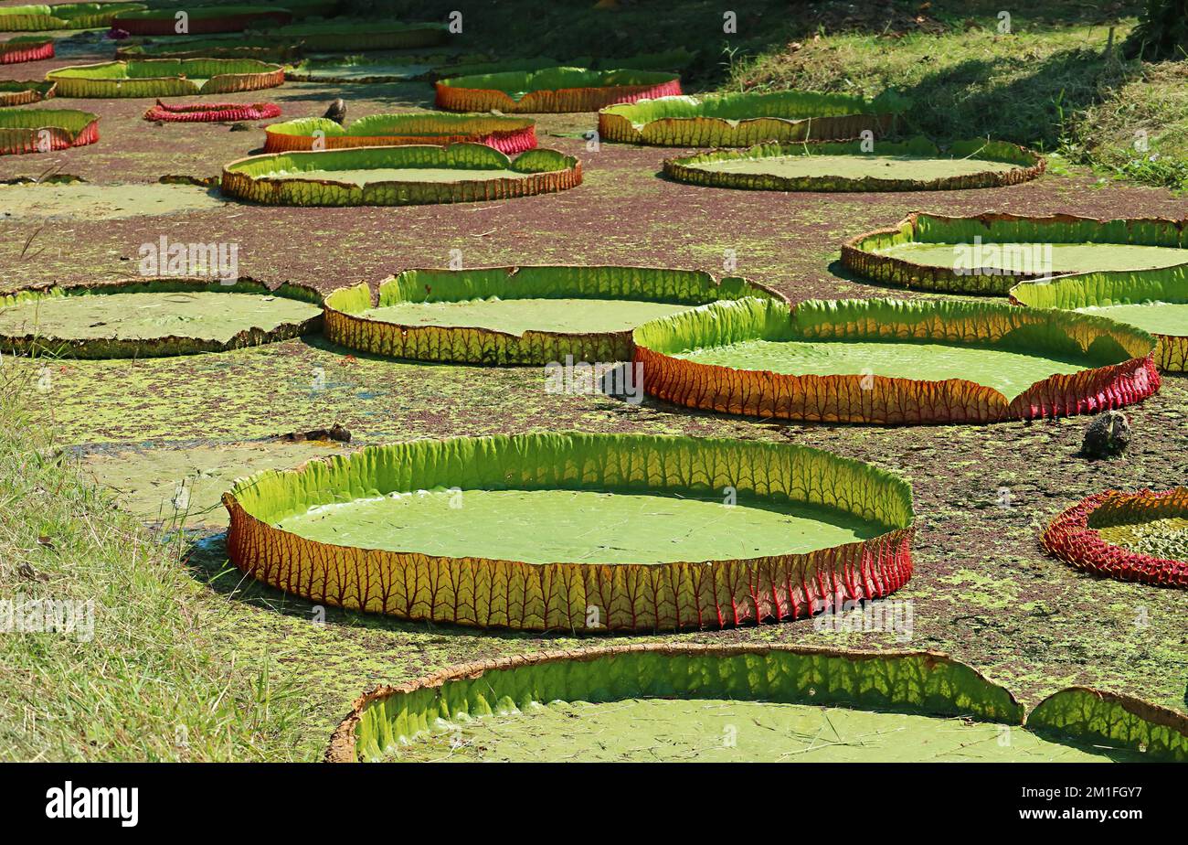 Groupe de grands blocs de nénuphars de Victoria Amazonica dans un étang couvert de duckweed Banque D'Images