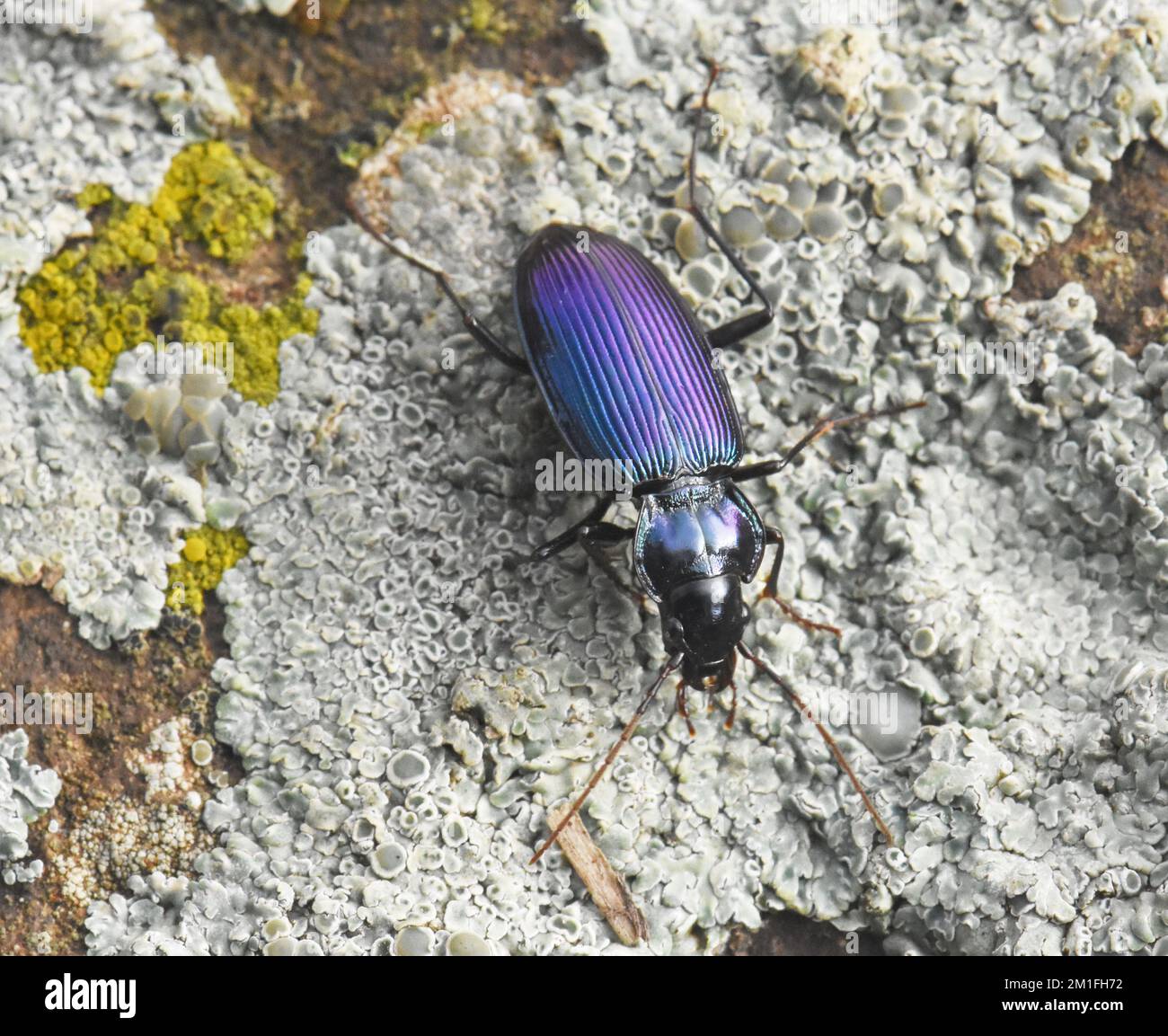 Promenade de coléoptères colorés sur un rocher Banque D'Images