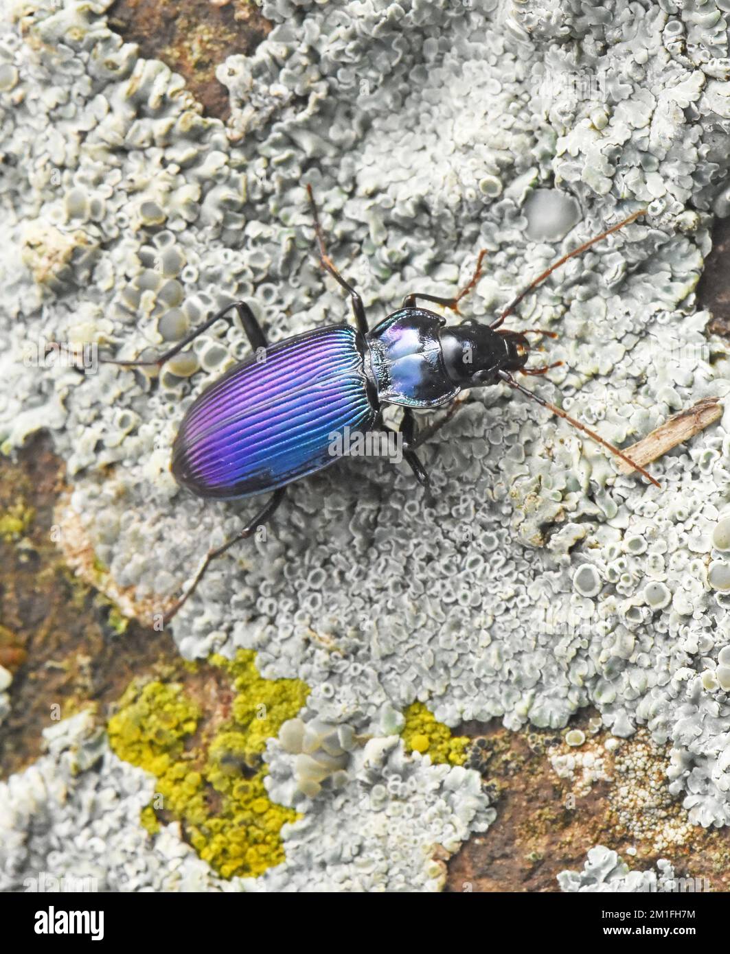 Promenade de coléoptères colorés sur un rocher Banque D'Images