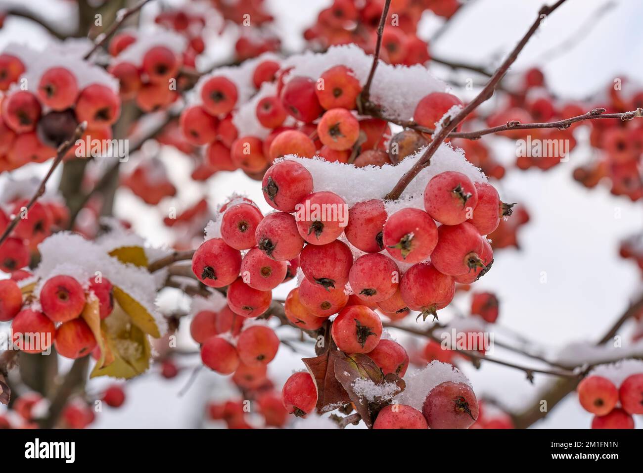 la neige rouge de l'ipe couvrait les pommes sur un pommier ornemental au début de l'hiver Banque D'Images