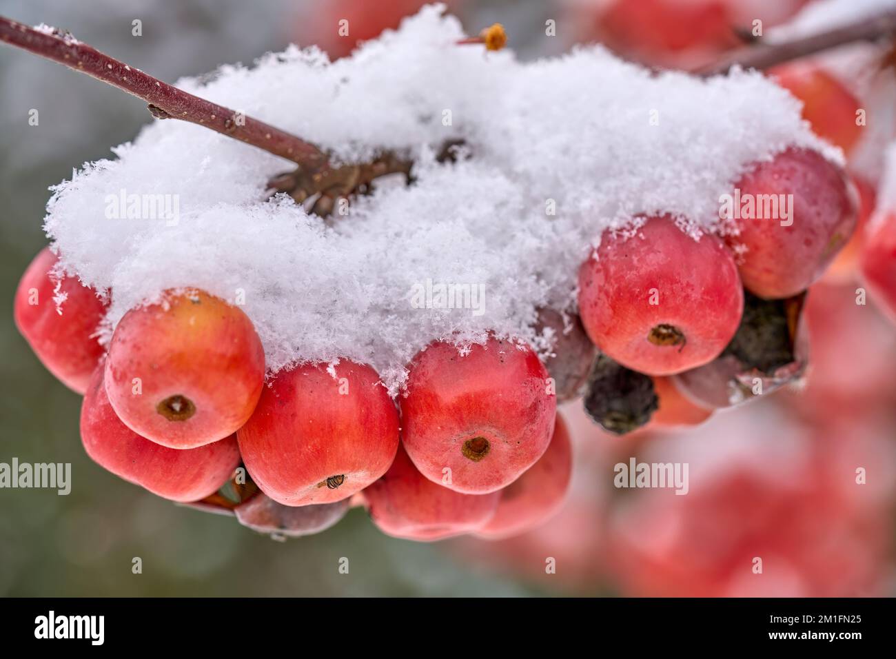 la neige rouge de l'ipe couvrait les pommes sur un pommier ornemental au début de l'hiver Banque D'Images