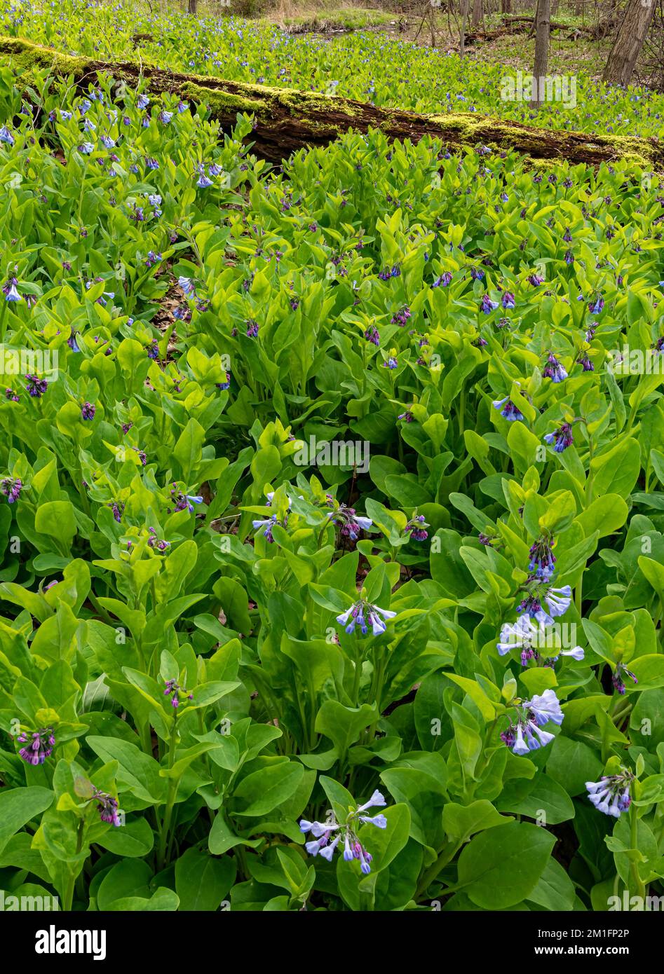 Virginia Bluebells couvre une colline sur le fond de la forêt, réserve forestière de Black Partridge Woods, comté de Cook, Illinois Banque D'Images Virginia Bluebells couvre une colline sur le fond de la forêt, réserve forestière de Black Partridge Woods, comté de Cook, Illinois Banque D'Images