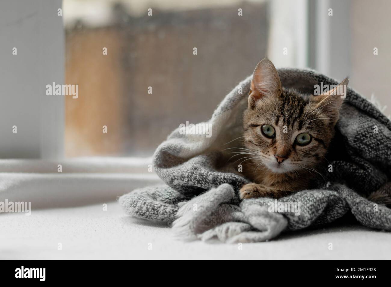 Joli chaton rayé enveloppé dans un foulard. Gros plan du museau d'un chat enveloppé dans une couverture tricotée. Concept confortable et chaleureux. Banque D'Images