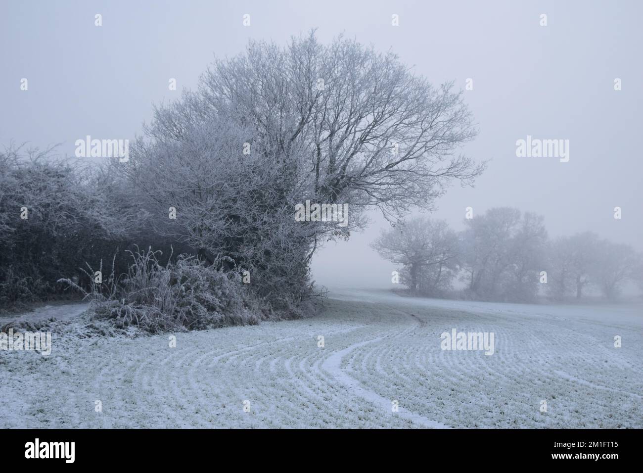 Scène des merveilles hivernales avec du givre sur les arbres entourés d'air froid gelé. Banque D'Images