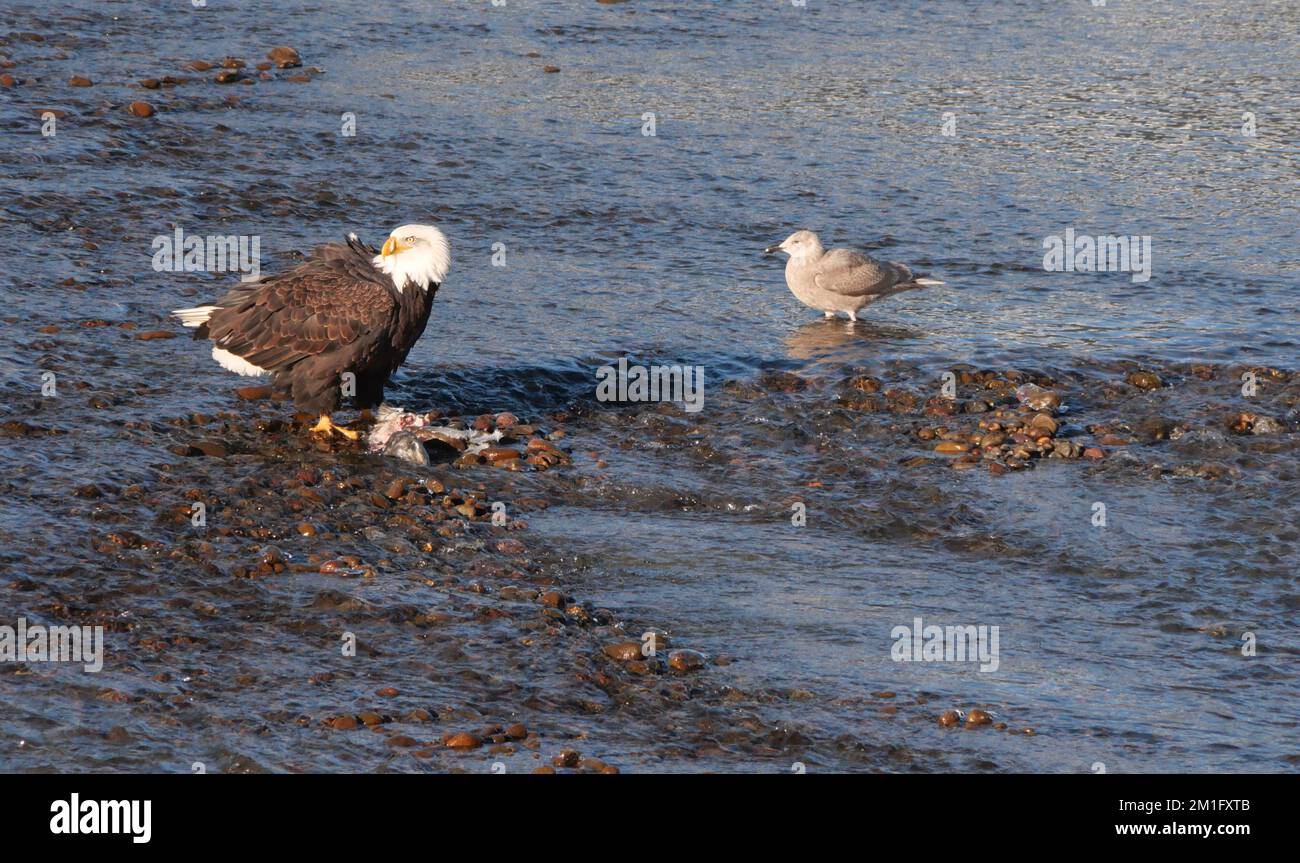 Un pygargue à tête blanche et un mouette debout dans la rivière Squamish, au Brackendale Eagle Run Vista point, en Colombie-Britannique, au Canada Banque D'Images