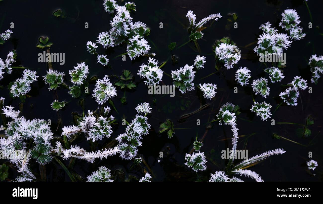 Cristaux de glace sur les plantes dans l'eau, vue de haut en bas Banque D'Images