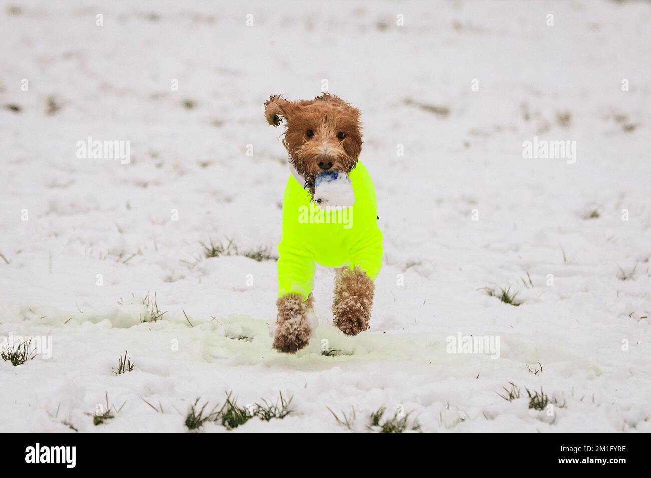 Londres, Royaume-Uni. 12th décembre 2022. Luna, un cocapoo de 2 ans, s'élance dans la neige en jouant à FETCH, dans une belle tenue chaude de chien jaune. (Autorisation de photographier les chiens obtenue) les chiens et leurs propriétaires s'amusent dans la neige autour de Greenwich et Greenwich Park Today Credit: Imagetraceur/Alamy Live News Banque D'Images