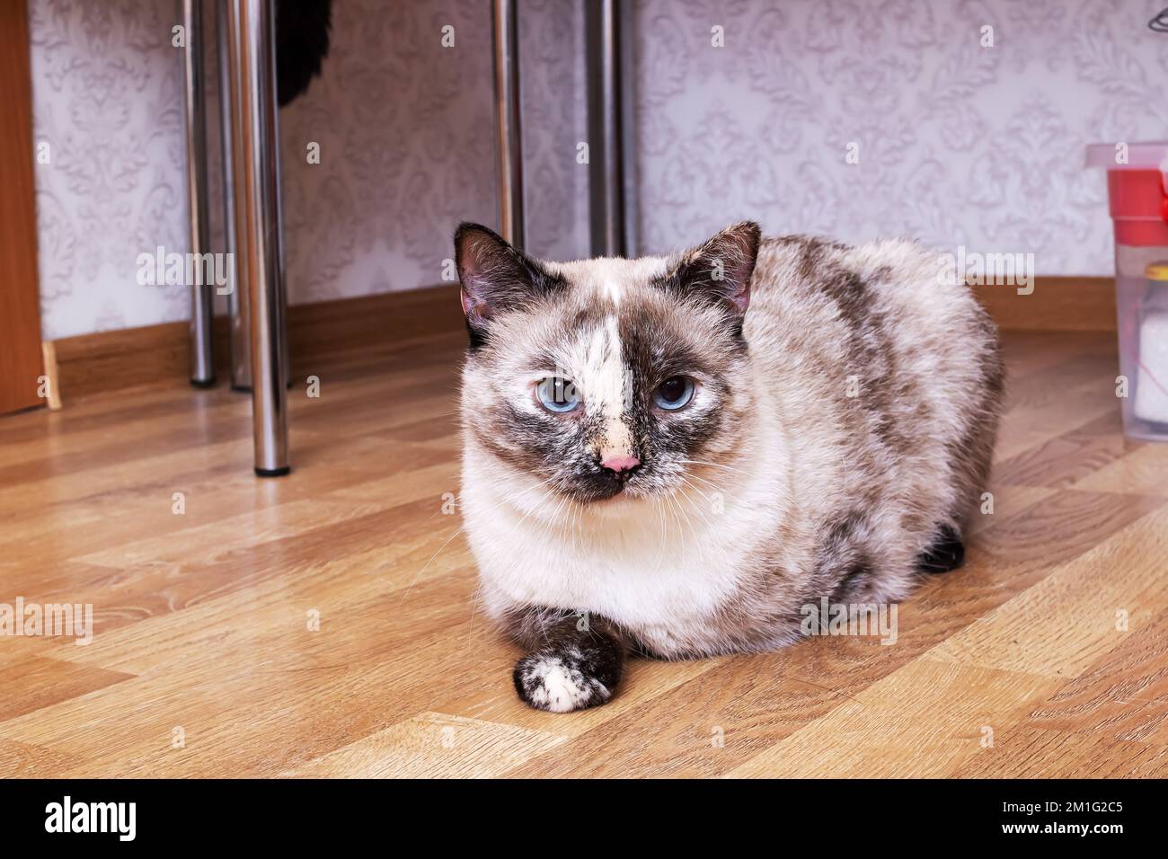 Chat gris allongé sur un parquet en bois de près Banque D'Images