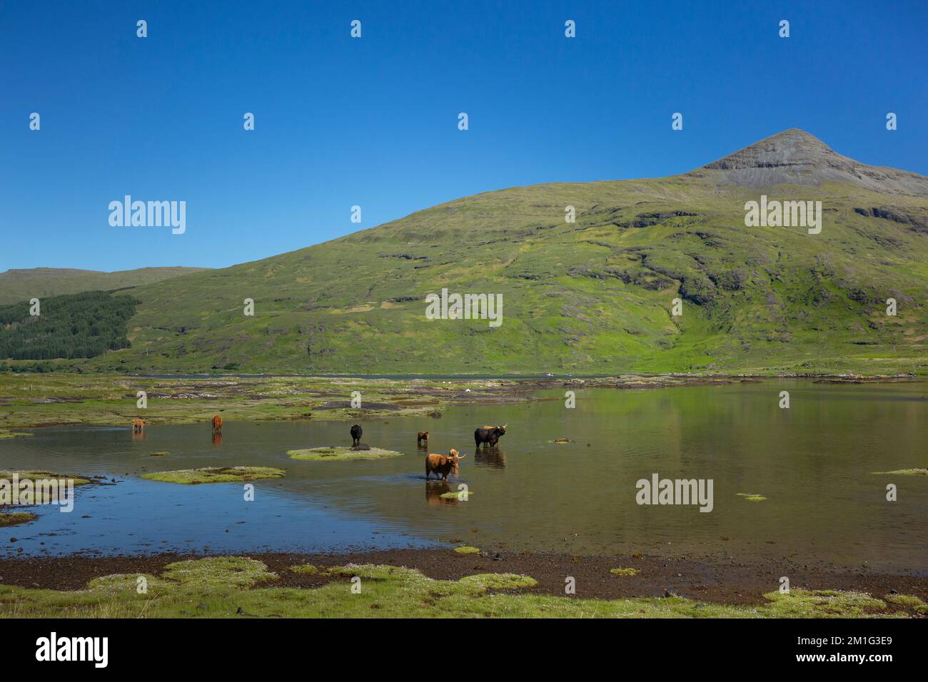 Highland bovines Bos Taurus, groupe de famille marchant à travers la mer peu profonde loch, Loch Beg, île de Mull, Écosse, Royaume-Uni, Juin Banque D'Images
