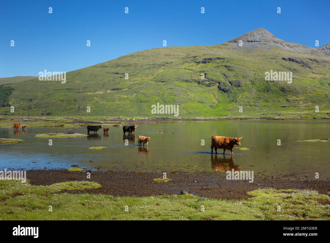 Highland bovines Bos Taurus, groupe de famille marchant à travers la mer peu profonde loch, Loch Beg, île de Mull, Écosse, Royaume-Uni, Juin Banque D'Images