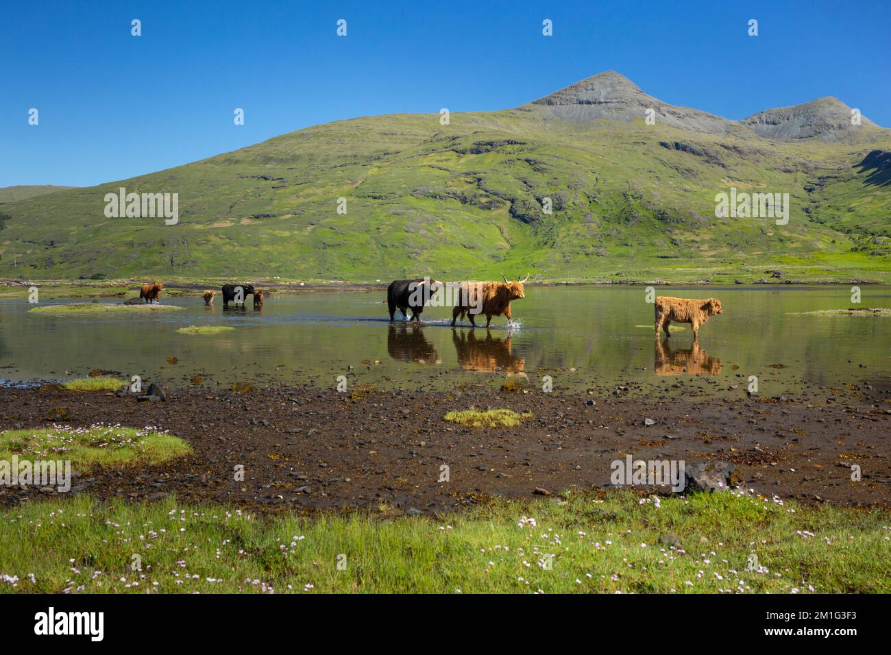 Highland bovines Bos Taurus, groupe de famille marchant à travers la mer peu profonde loch, Loch Beg, île de Mull, Écosse, Royaume-Uni, Juin Banque D'Images