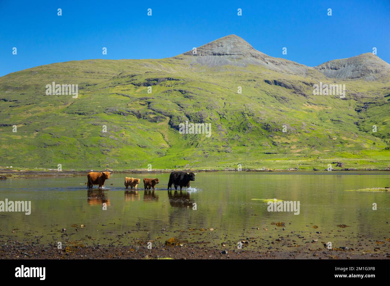Highland bovines Bos Taurus, groupe de famille marchant à travers la mer peu profonde loch, Loch Beg, île de Mull, Écosse, Royaume-Uni, Juin Banque D'Images