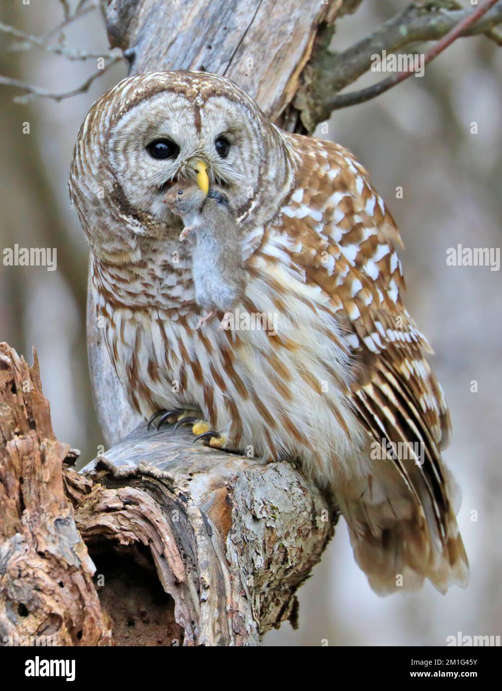 Hibou barré debout sur une branche d'arbre dans la forêt tenant et mangeant sa proie, Québec, Canada Banque D'Images