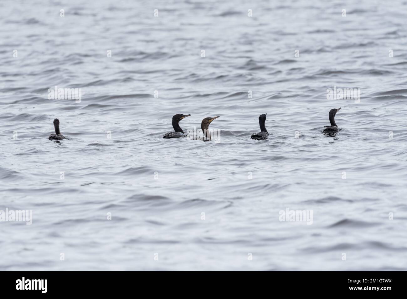 Natation Cormorant néo-tropical (Phalacrocorax brasilianus) Banque D'Images