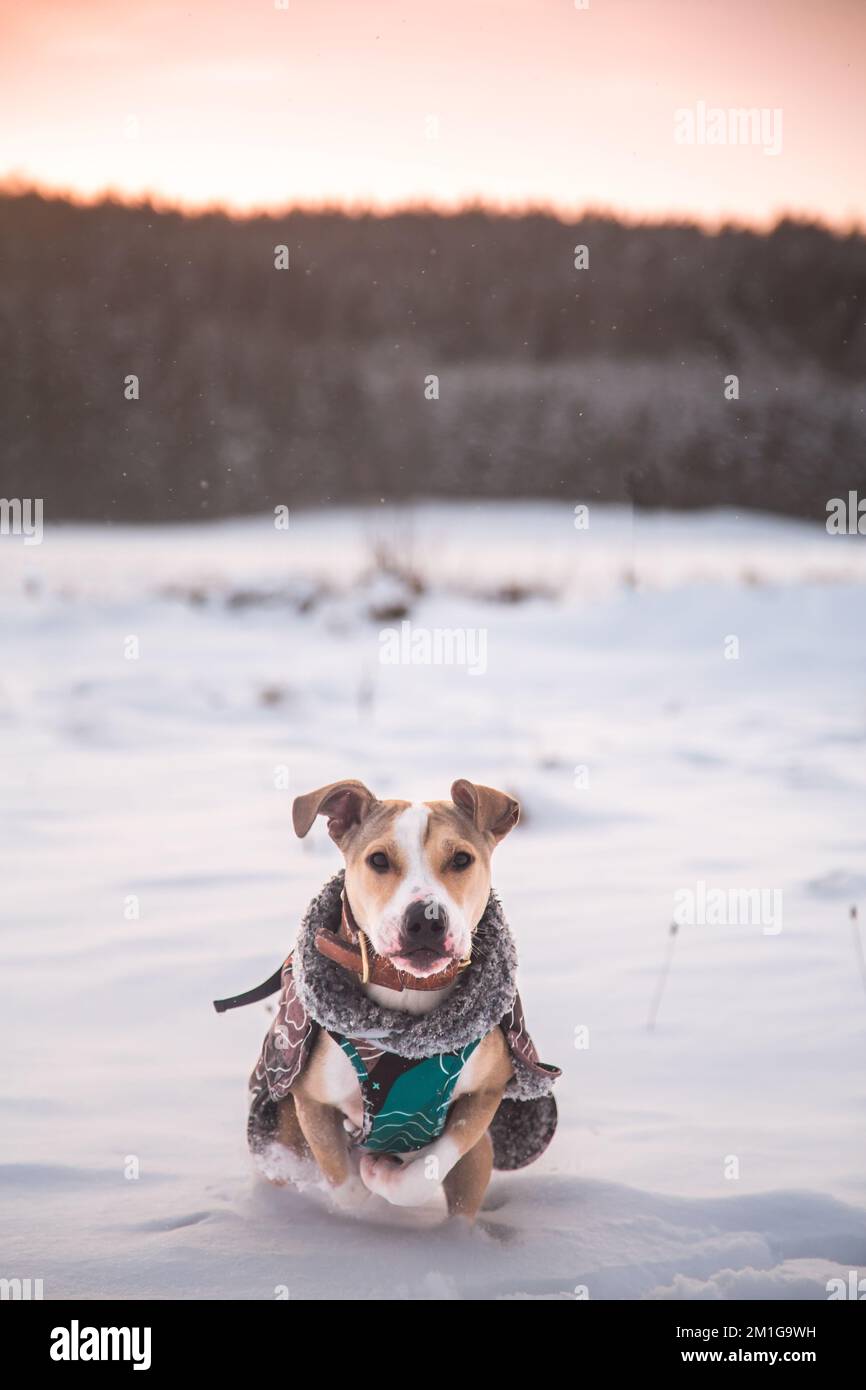 American Pit Bull Terrier dans la neige, vêtu d'un manteau Banque D'Images