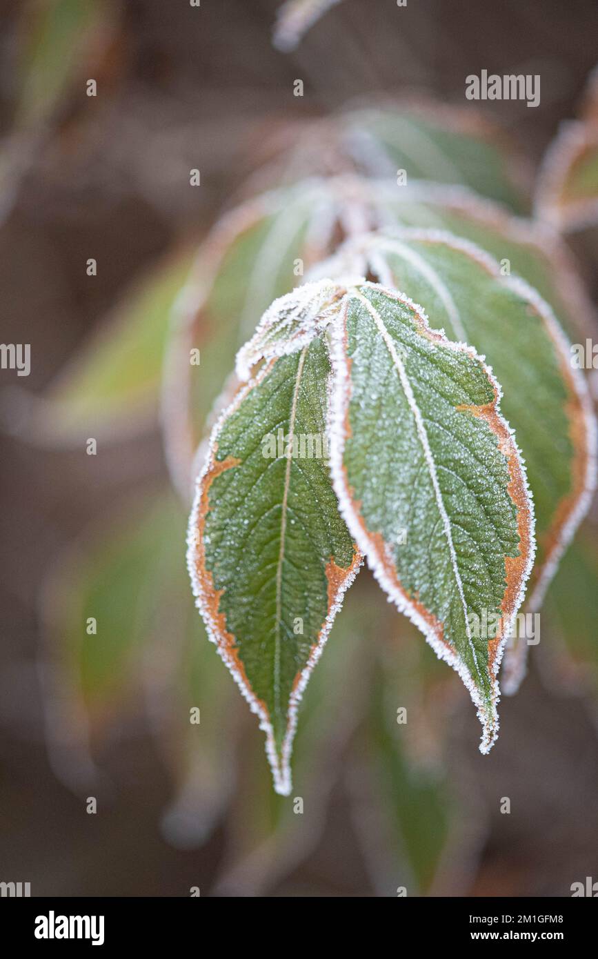 Les conditions météorologiques hivernales dans le Hertfordshire au Royaume-Uni en 2022 sont les plus lourdes chutes en une décennie Banque D'Images