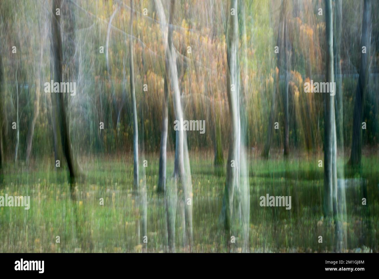 Prise de vue d'une forêt avec mouvement de la caméra pendant la capture d'image. vue sur les arbres dans un bois. Des vérités déformées. Banque D'Images